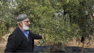 El control de la tierra agrícola Palestina, una herramienta más de la ocupación israelí