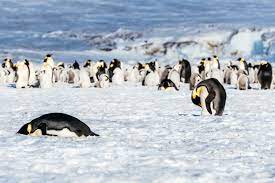 El deshielo antártico expone al pingüino emperador a la extinción